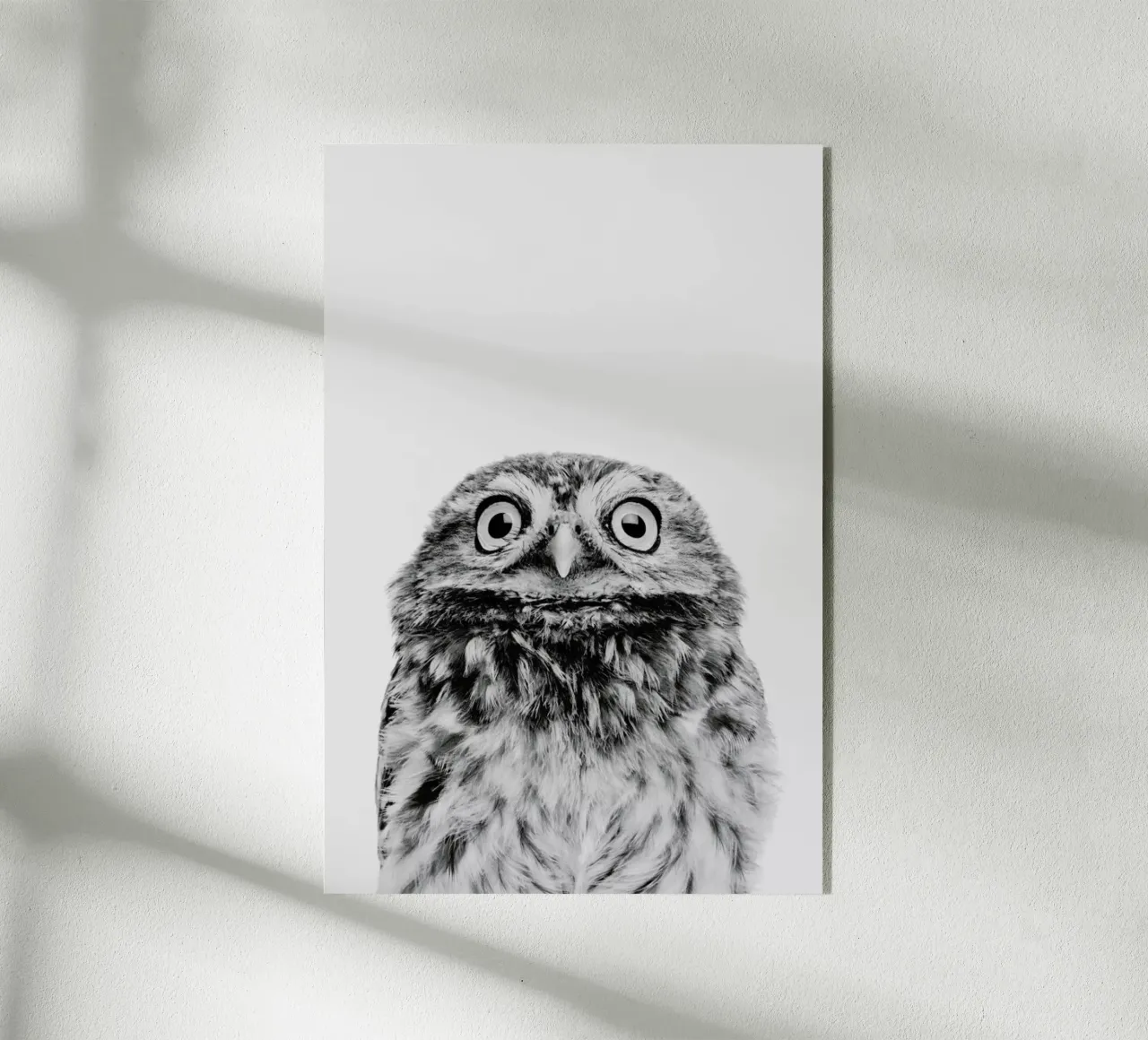Owl Classic plexiglass da Paws & Claws