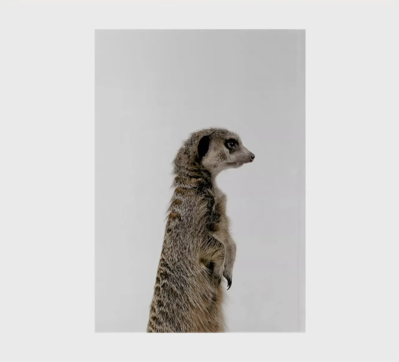 Meerkat notebook by Paws & Claws