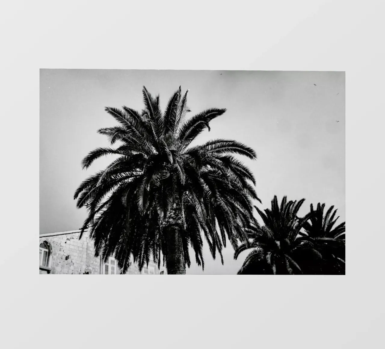 Black and White Palms telo in pvc da Sebastian Hilgetag