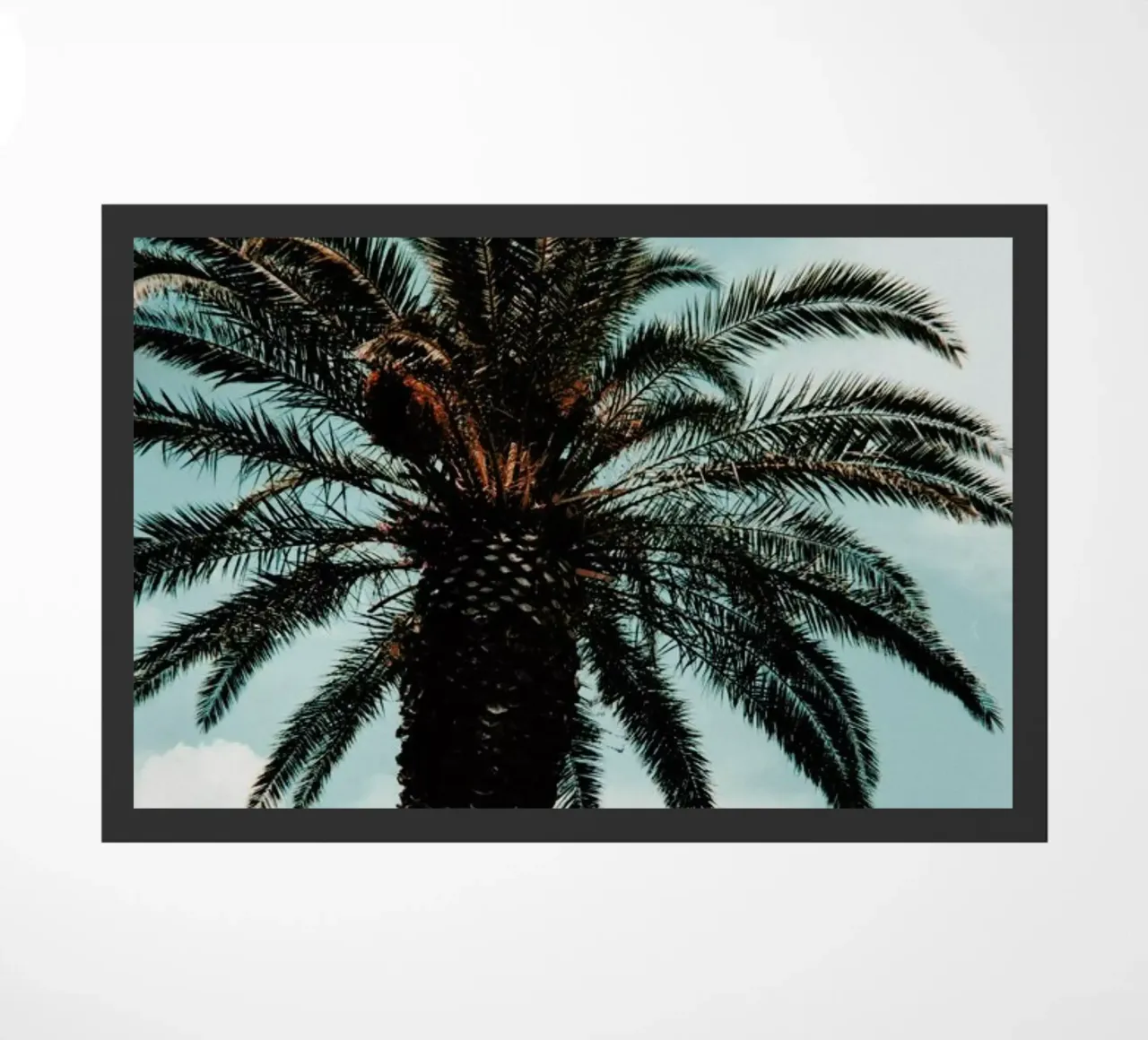 Paradise zerbino da Sebastian Hilgetag