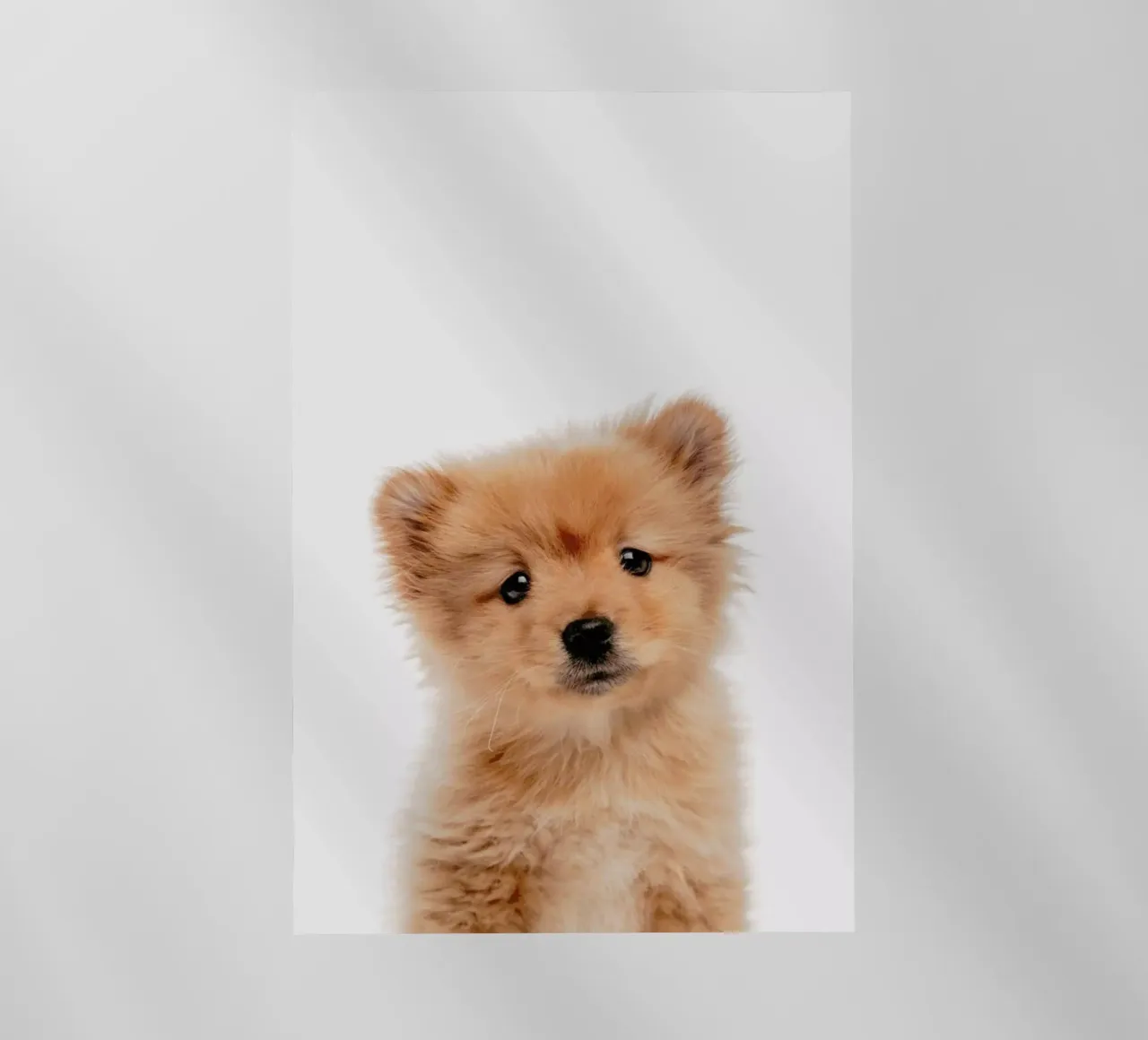 Puppy II pellicola backlit da Paws & Claws