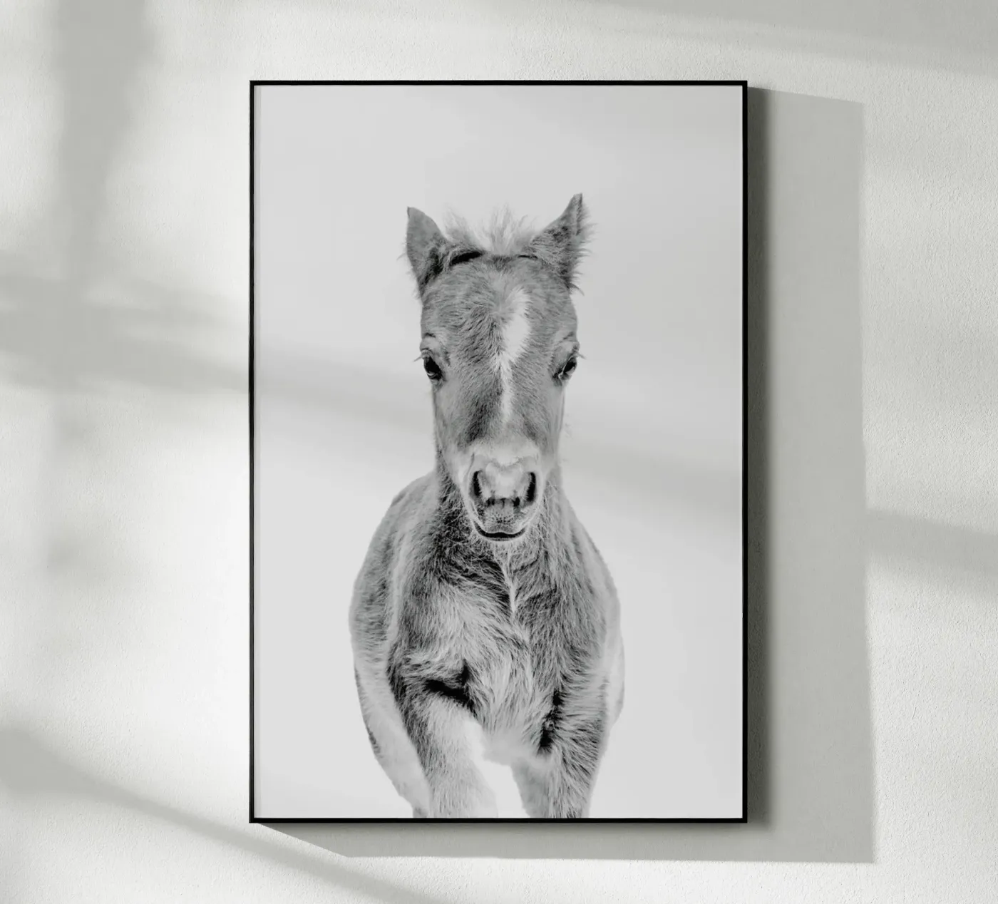 Foal Classic acrylic glass by Paws & Claws