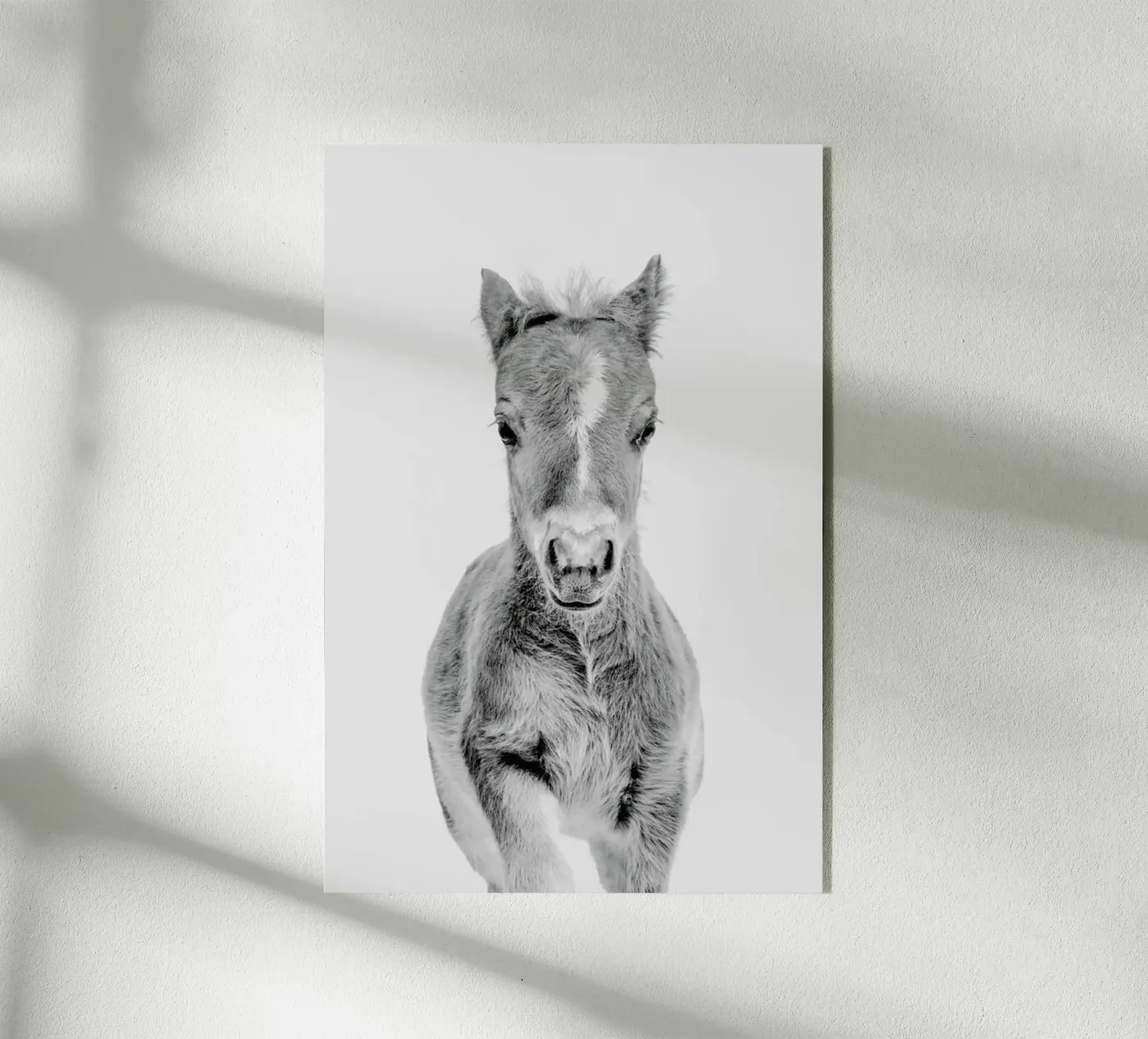 Foal Classic acrylic glass by Paws & Claws