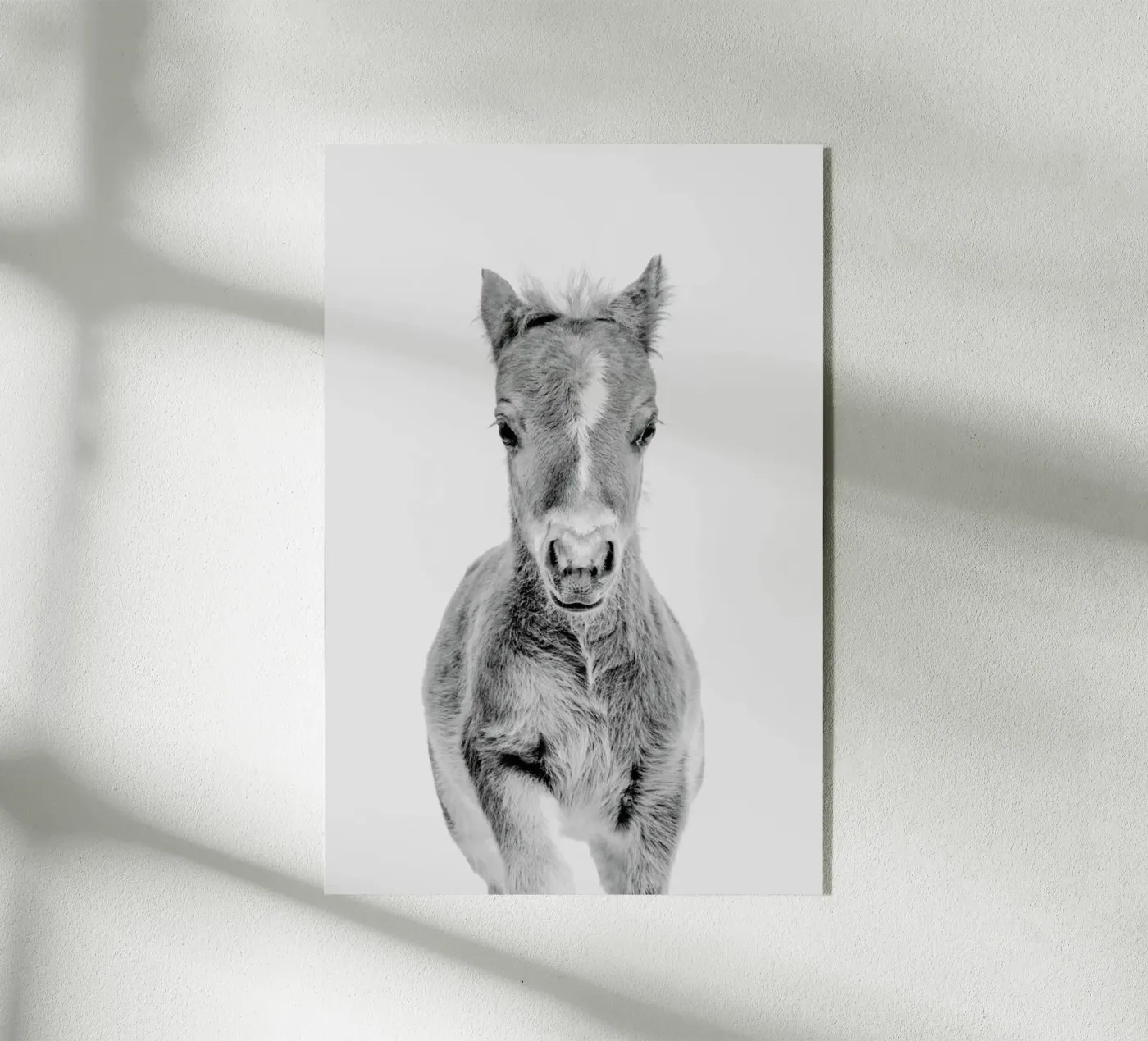 Foal Classic plexiglas de Paws & Claws