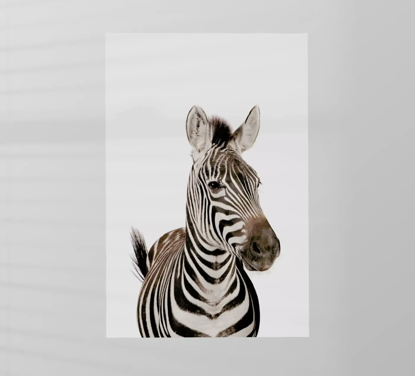 Zebra backlit folie van Paws & Claws