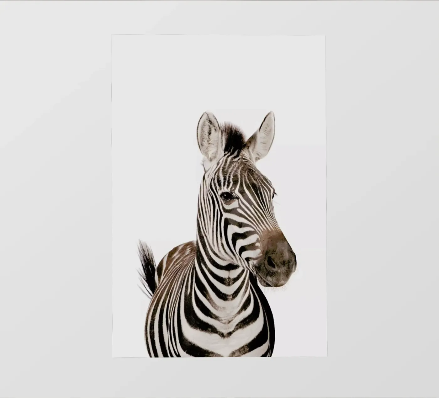 Zebra backlit folie van Paws & Claws