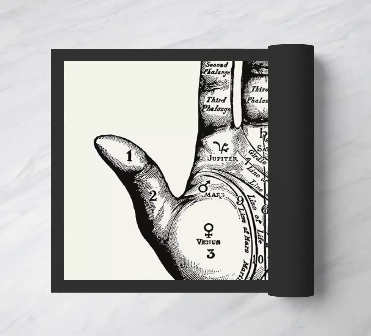 Palmistry zerbino da Astër