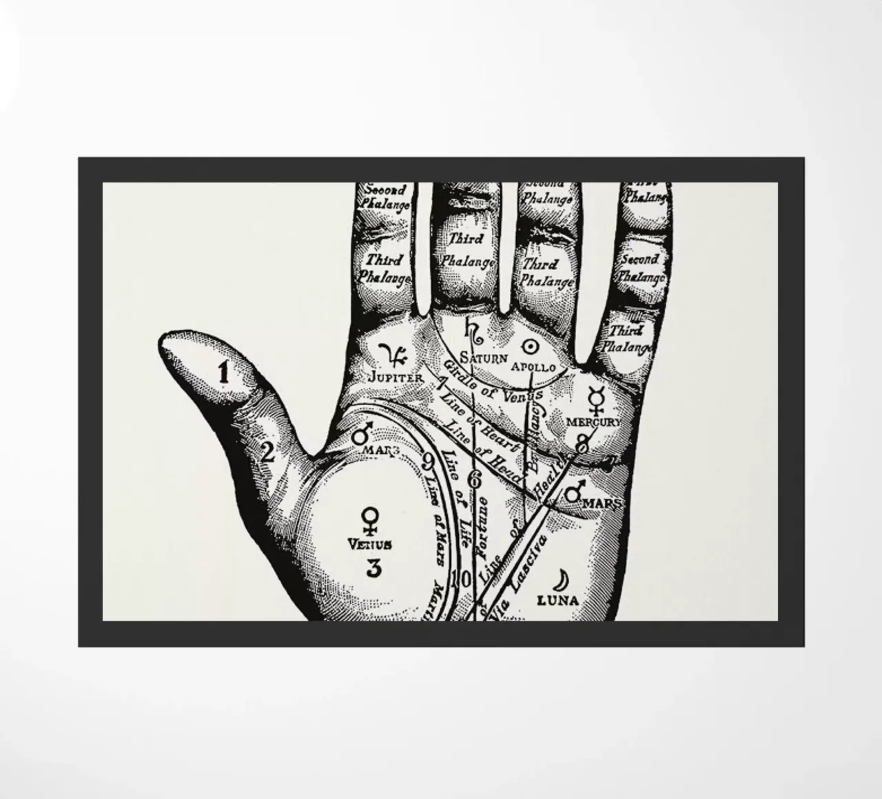 Palmistry zerbino da Astër