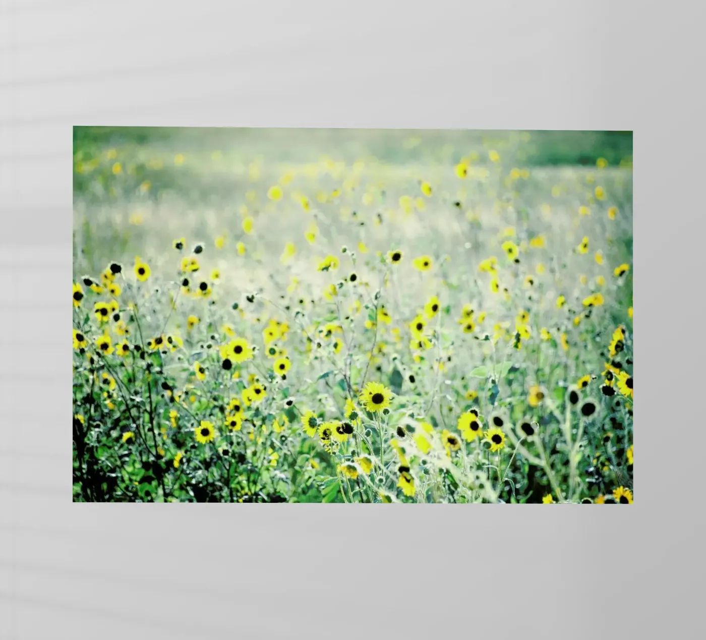 I Will Wait pellicola backlit da Robin Delean