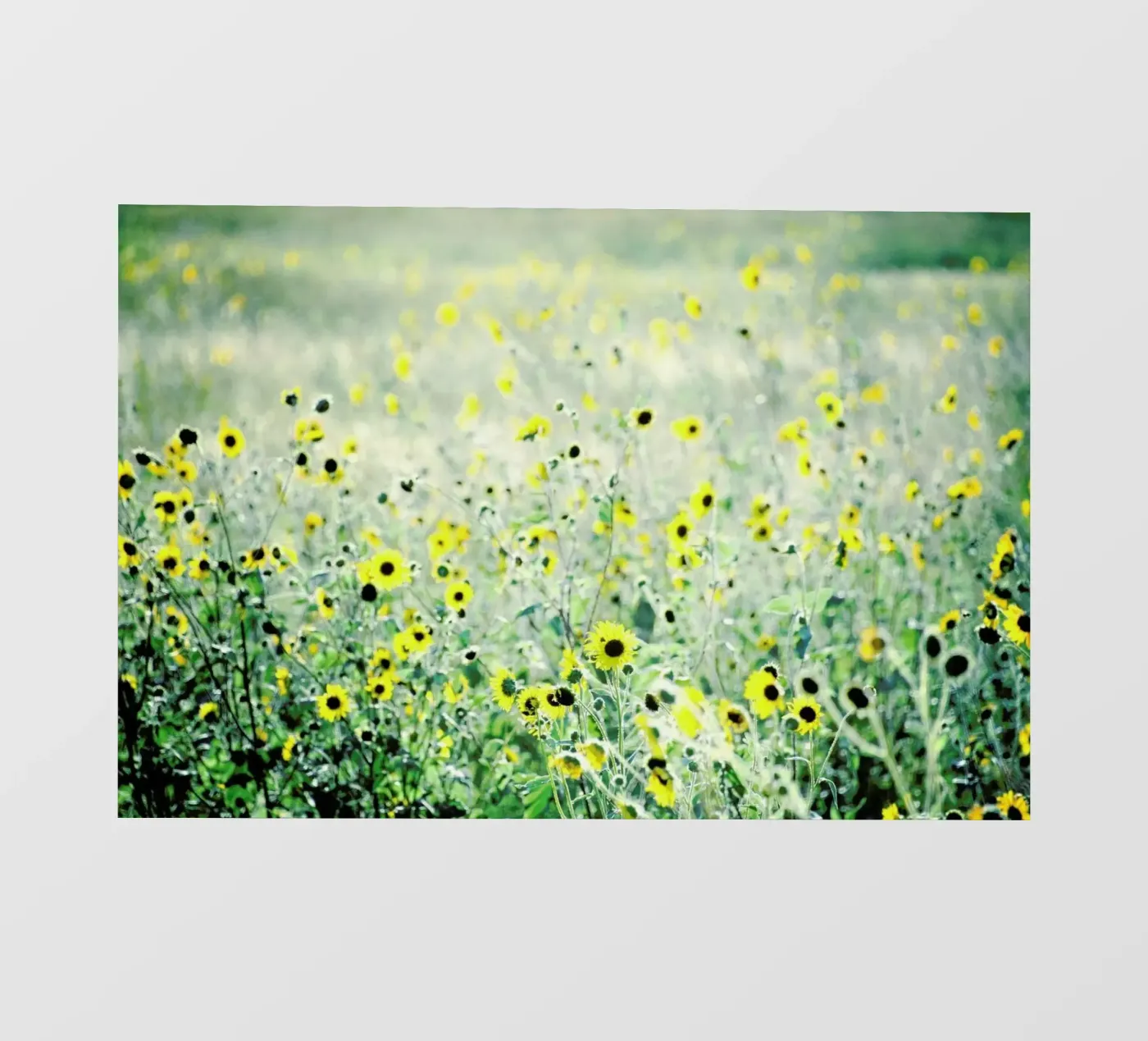 I Will Wait backlit film by Robin Delean