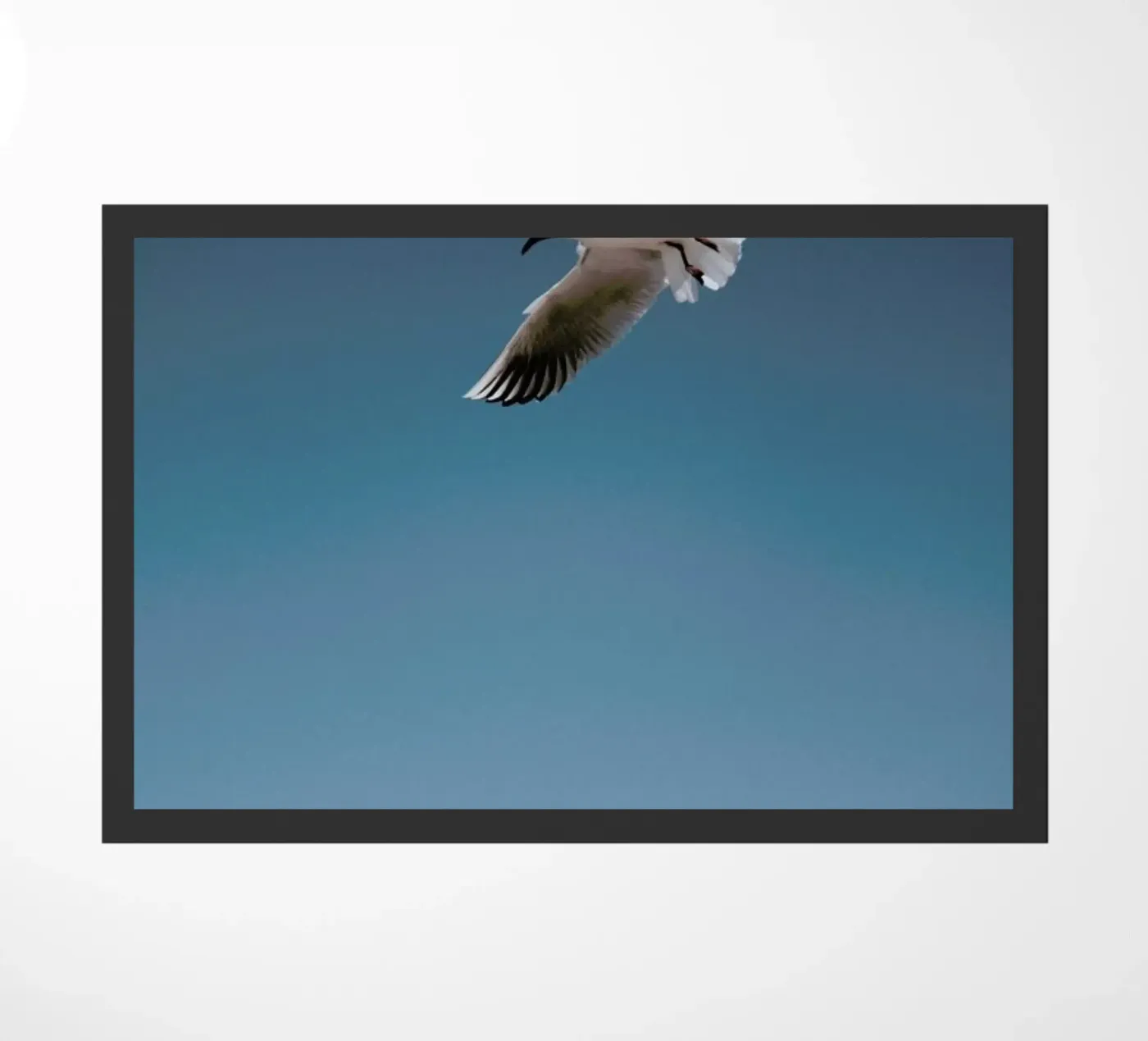 Seagulls I zerbino da Sebastian Hilgetag