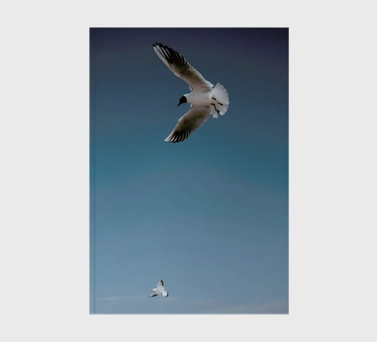 Seagulls I notebook by Sebastian Hilgetag