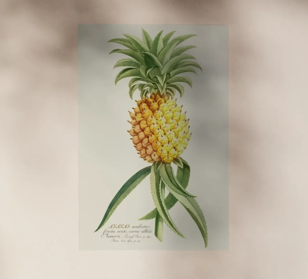 Pineapple 2 pellicola backlit da Astër