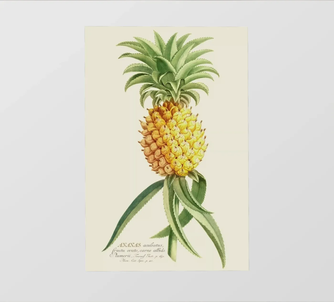 Pineapple 2 pellicola backlit da Astër