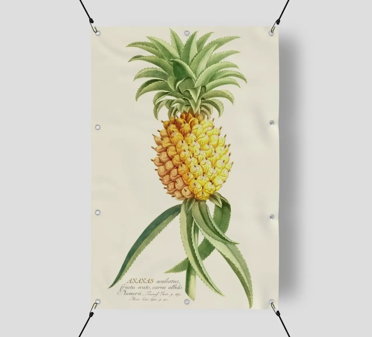 Pineapple 2 telo in pvc da Astër