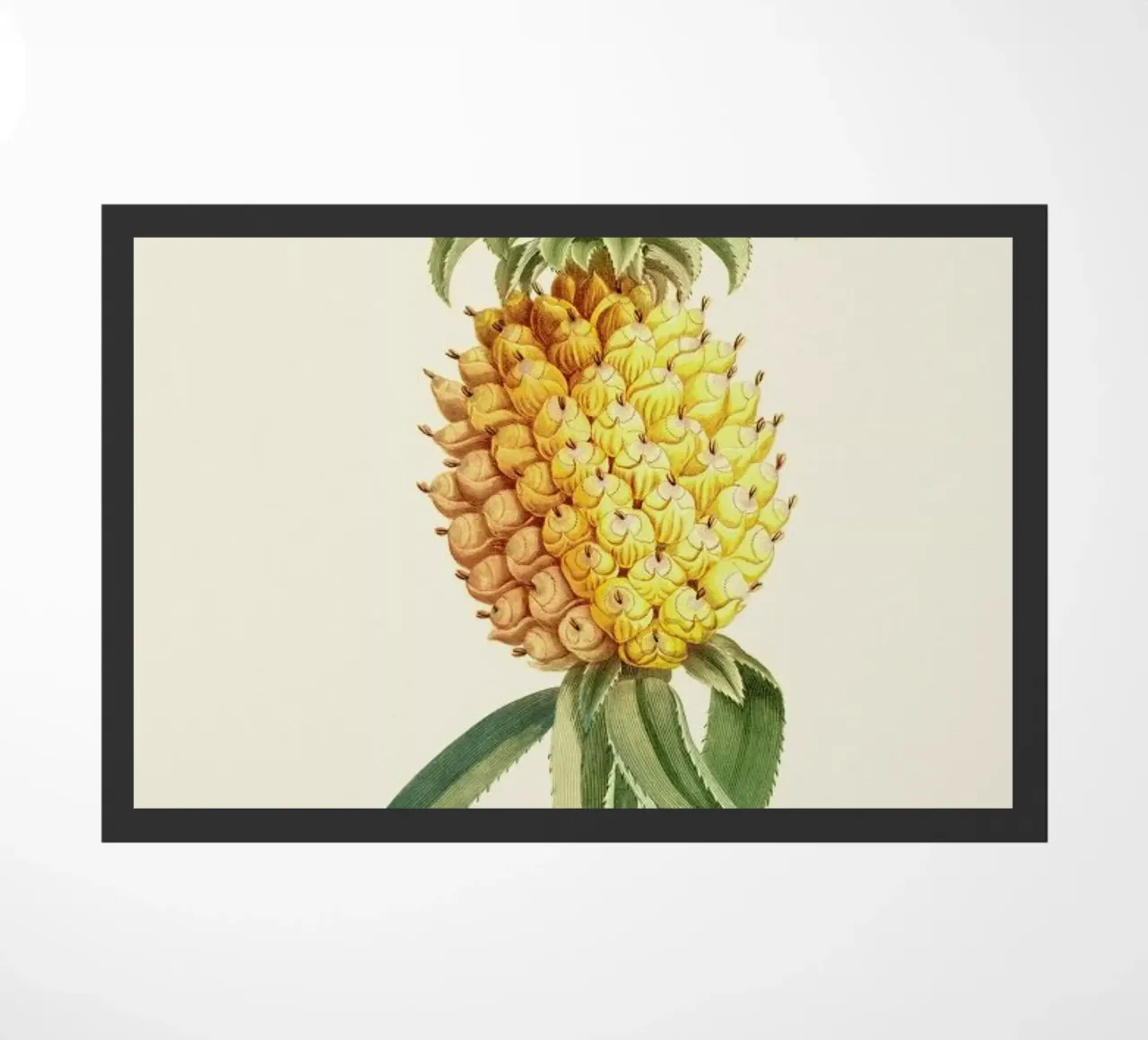 Pineapple 2 zerbino da Astër