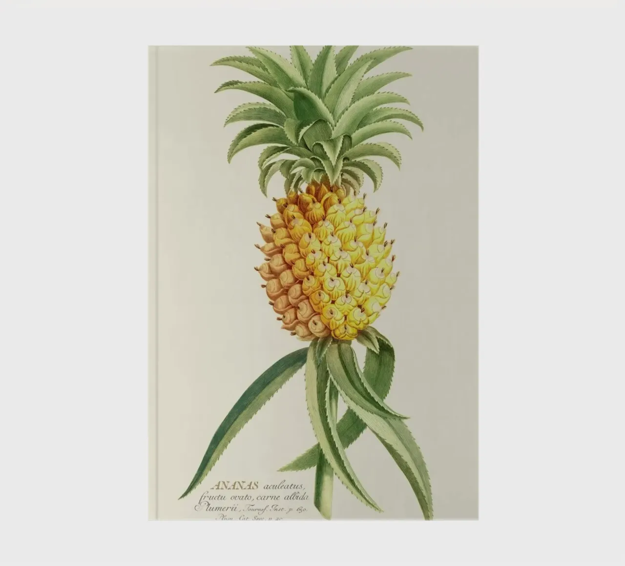 Pineapple 2 notebook by Astër