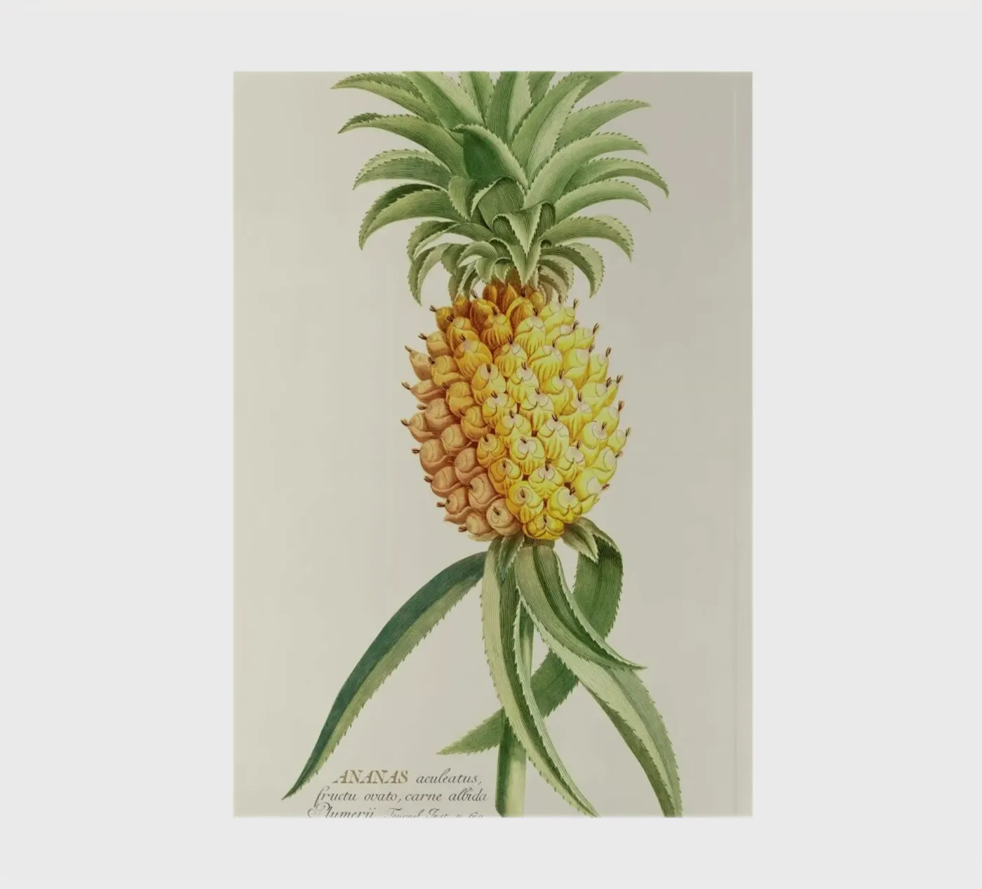 Pineapple 2 notebook by Astër