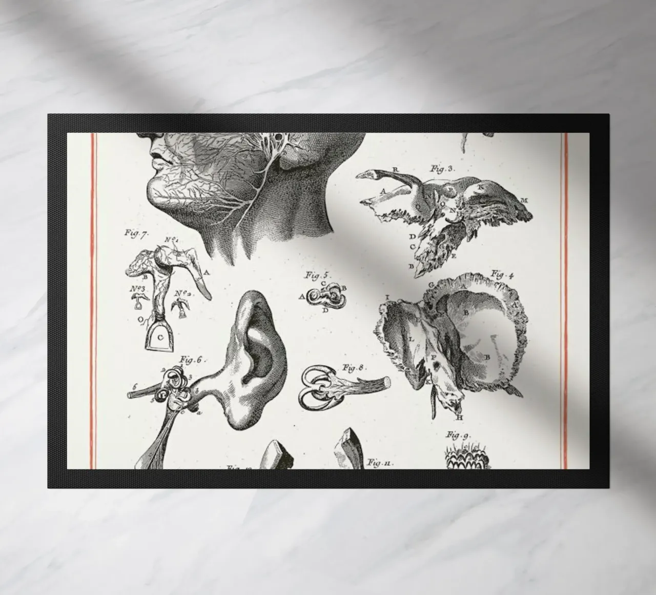 Anatomy zerbino da Astër