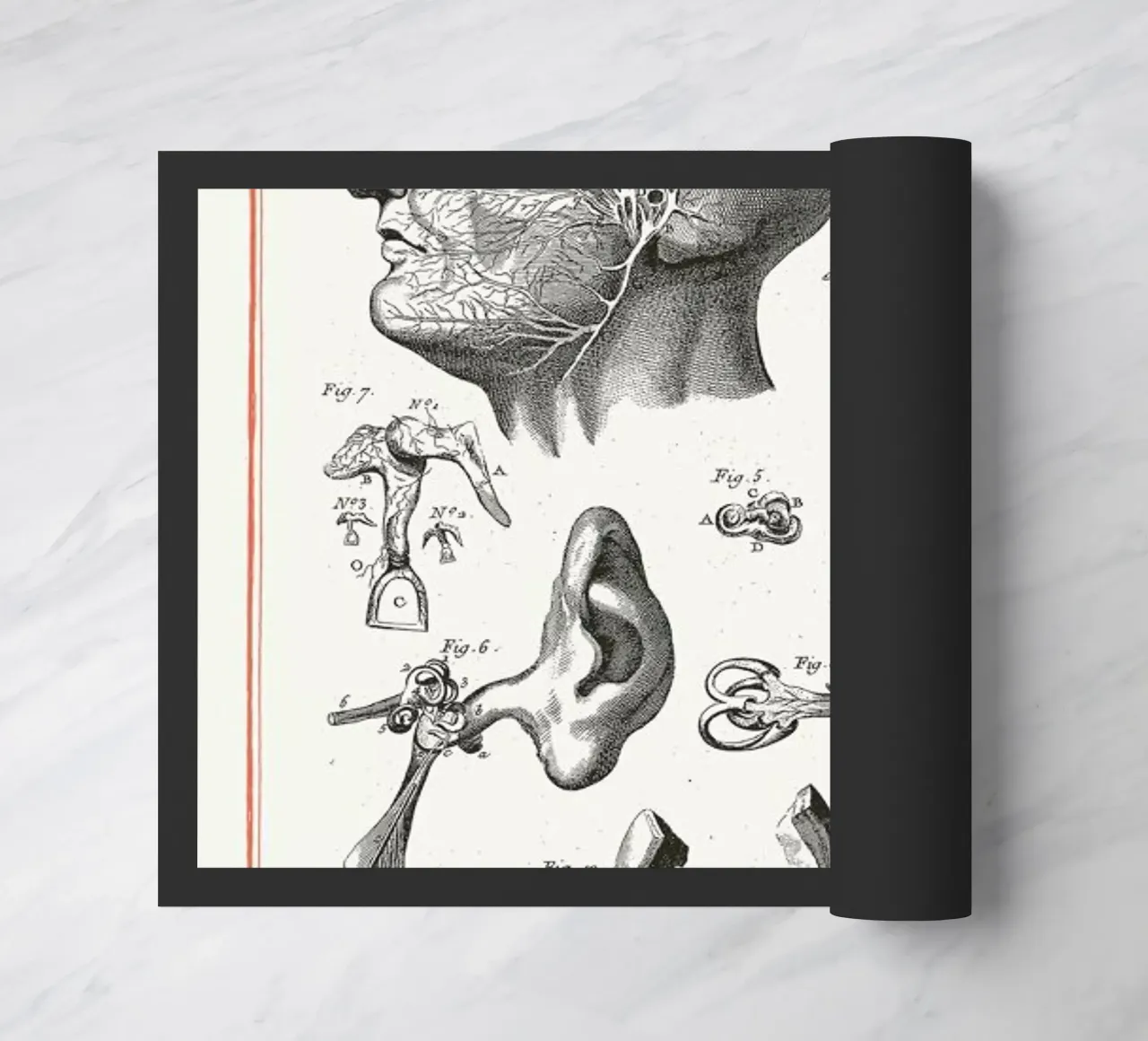 Anatomy zerbino da Astër