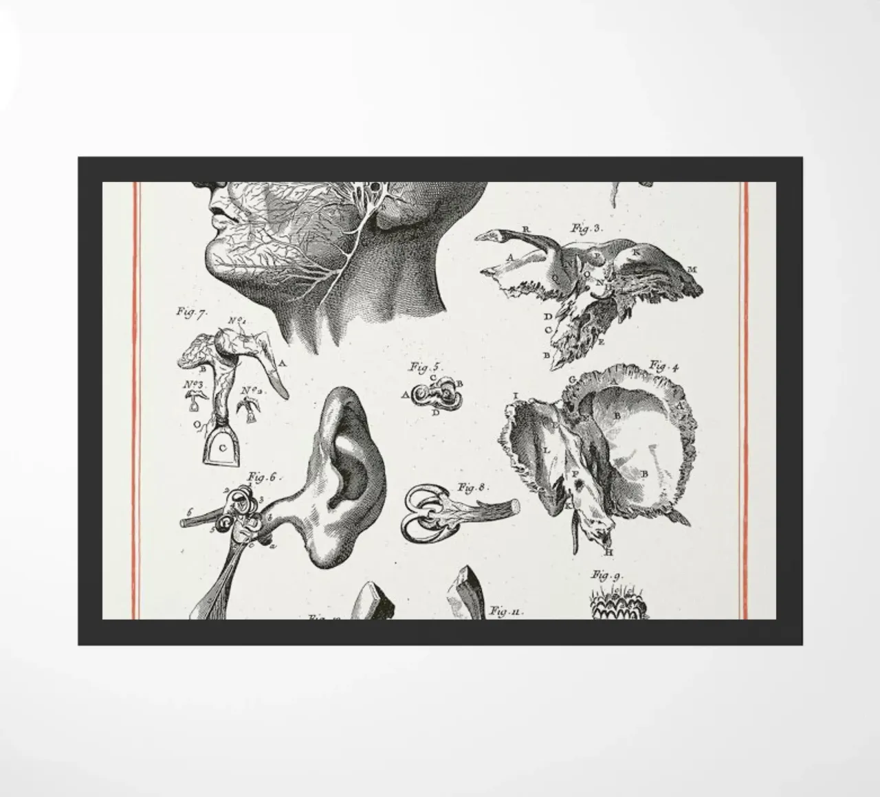 Anatomy zerbino da Astër