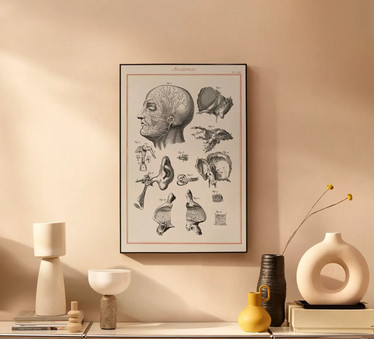 Anatomy plexiglass da Astër