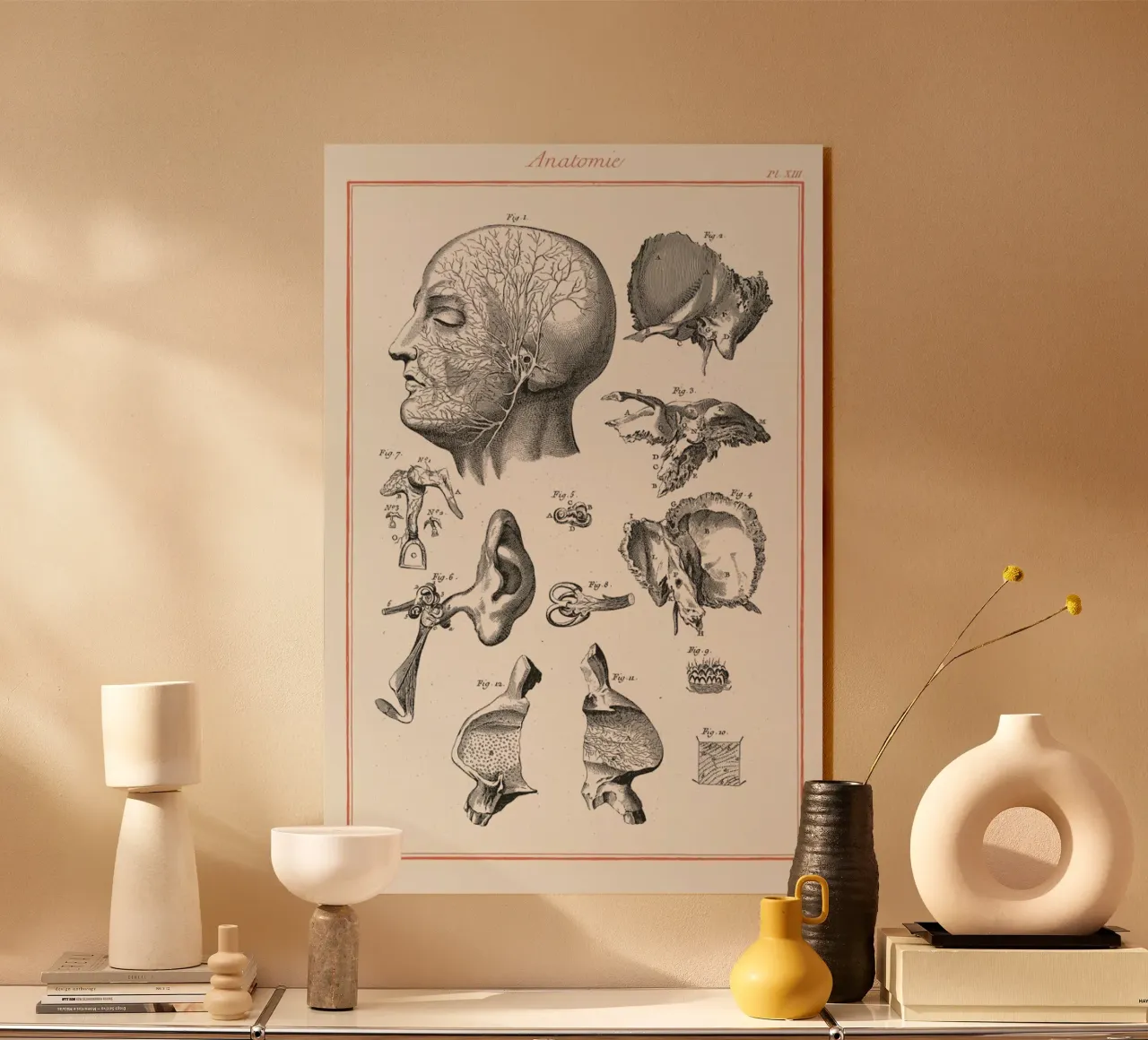 Anatomy plexiglass da Astër