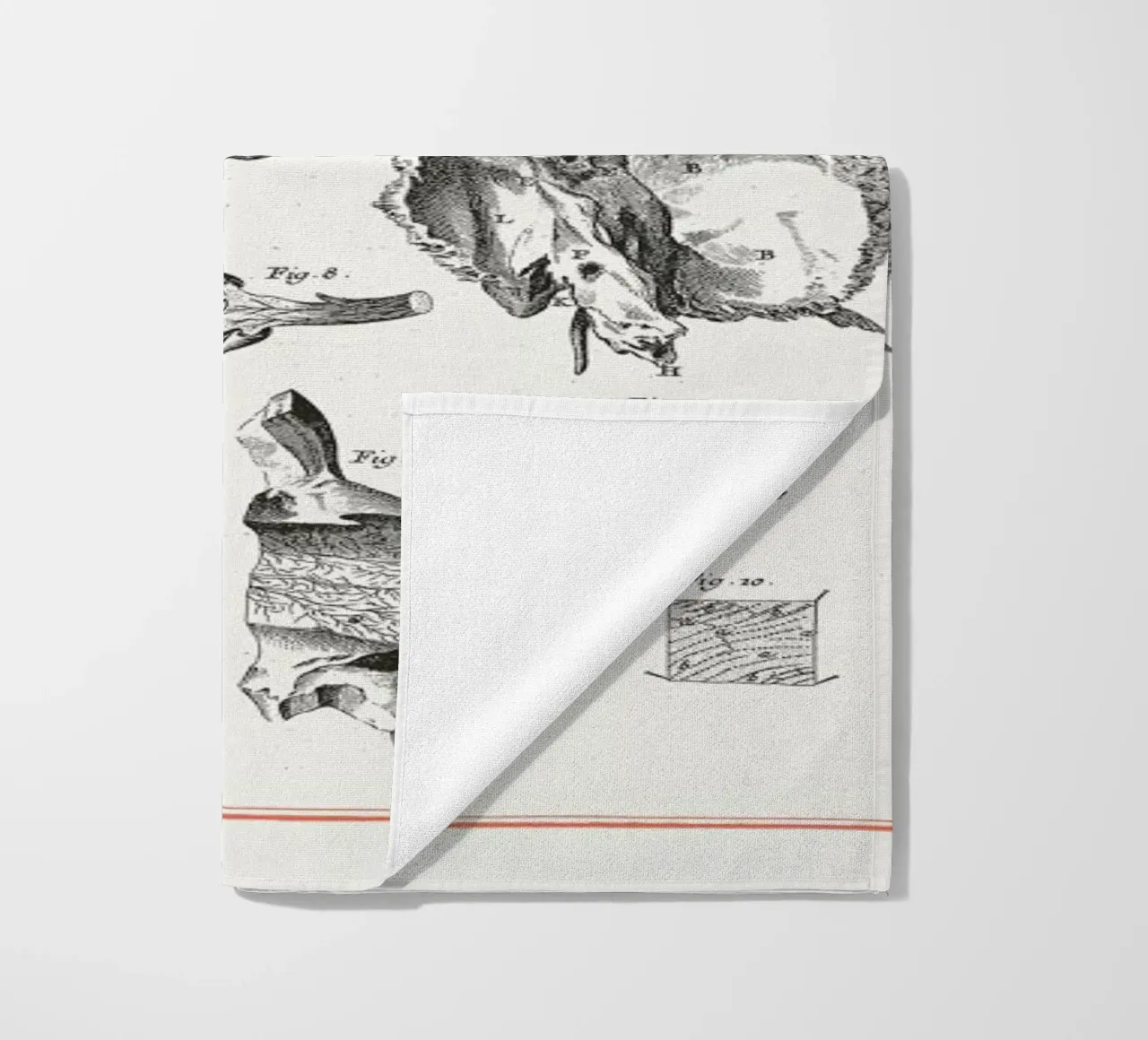 Anatomy telo mare da Astër