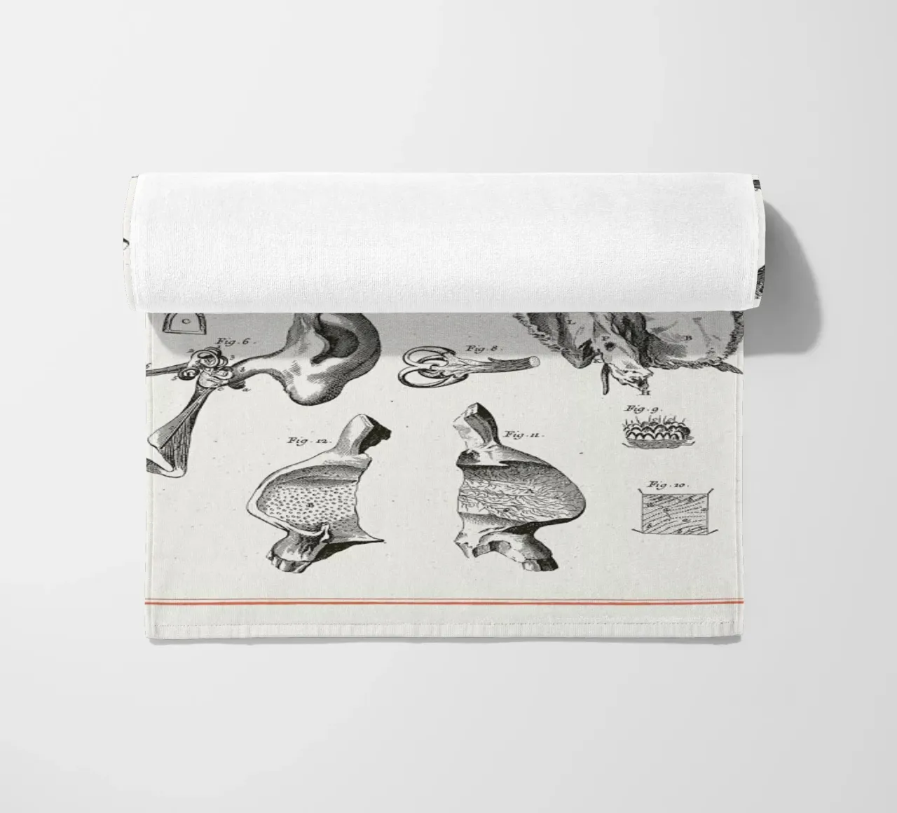 Anatomy telo mare da Astër