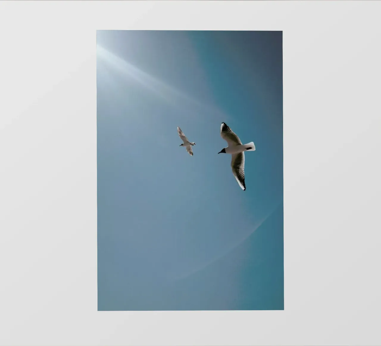 Seagulls VI pellicola backlit da Sebastian Hilgetag