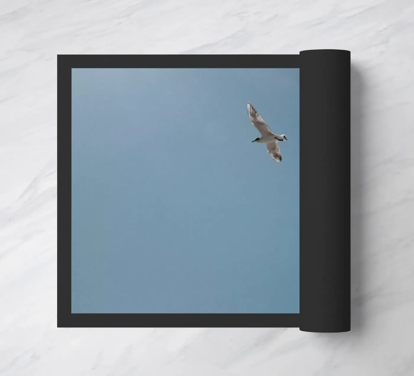 Seagulls VI zerbino da Sebastian Hilgetag