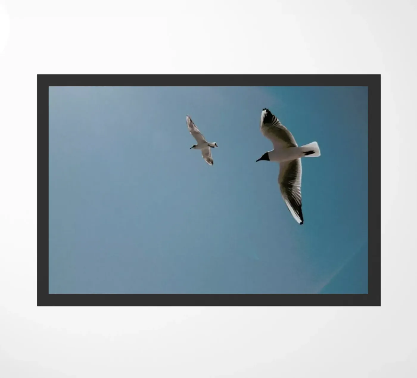 Seagulls VI zerbino da Sebastian Hilgetag