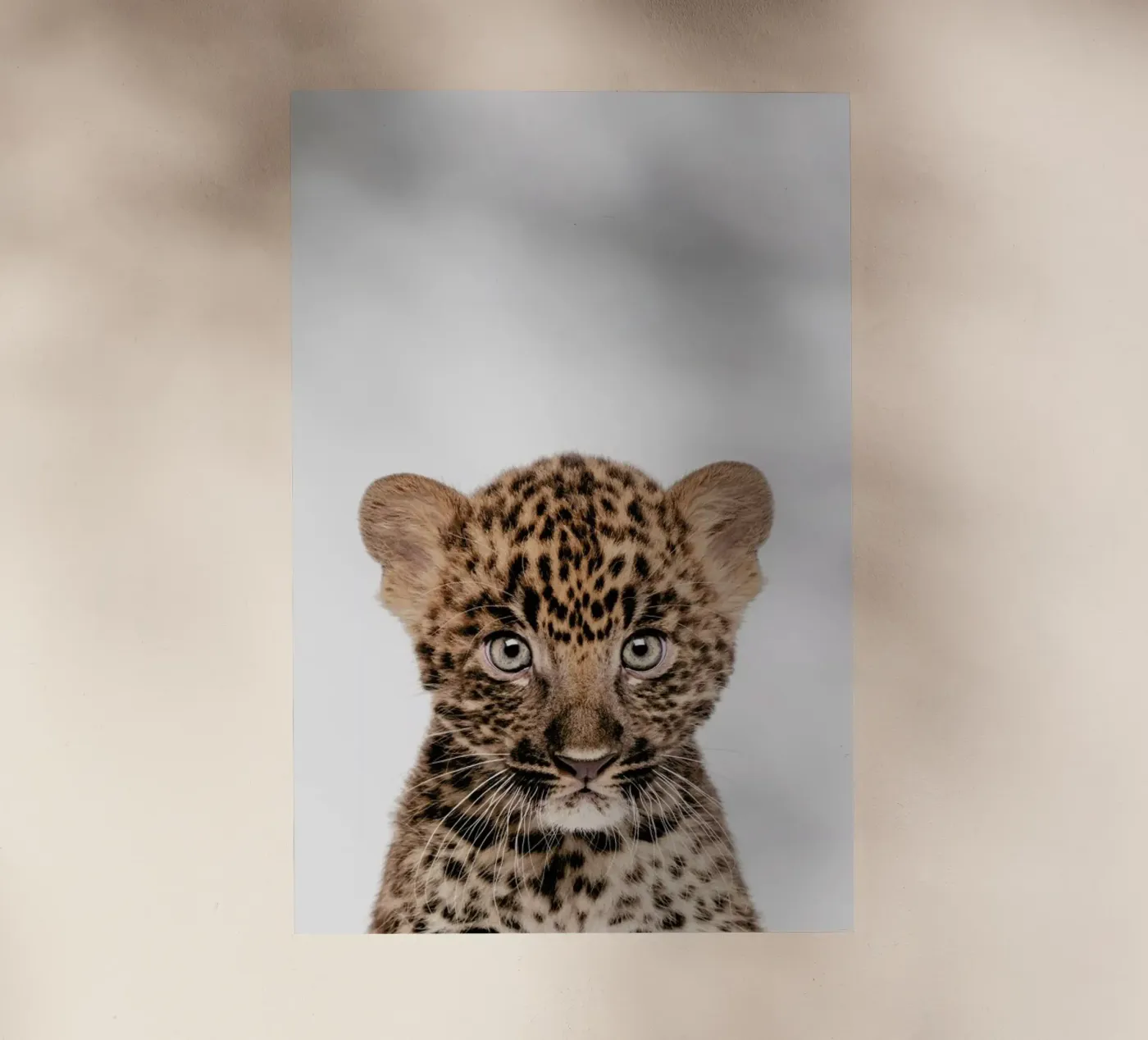 Leopard backlit film by Paws & Claws