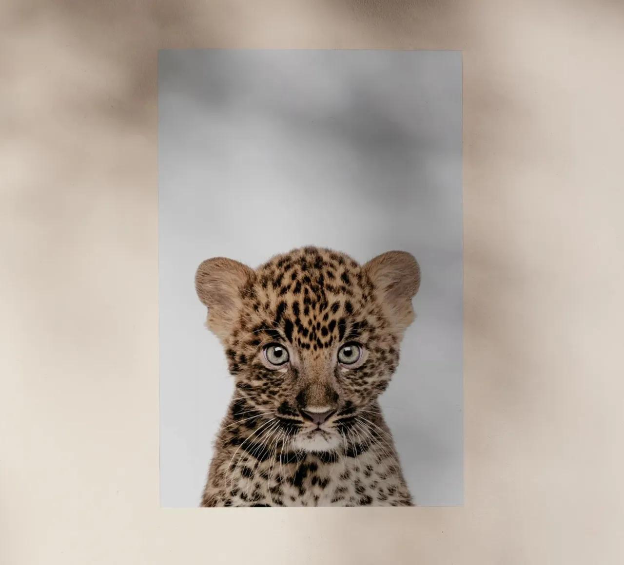 Leopard pellicola backlit da Paws & Claws