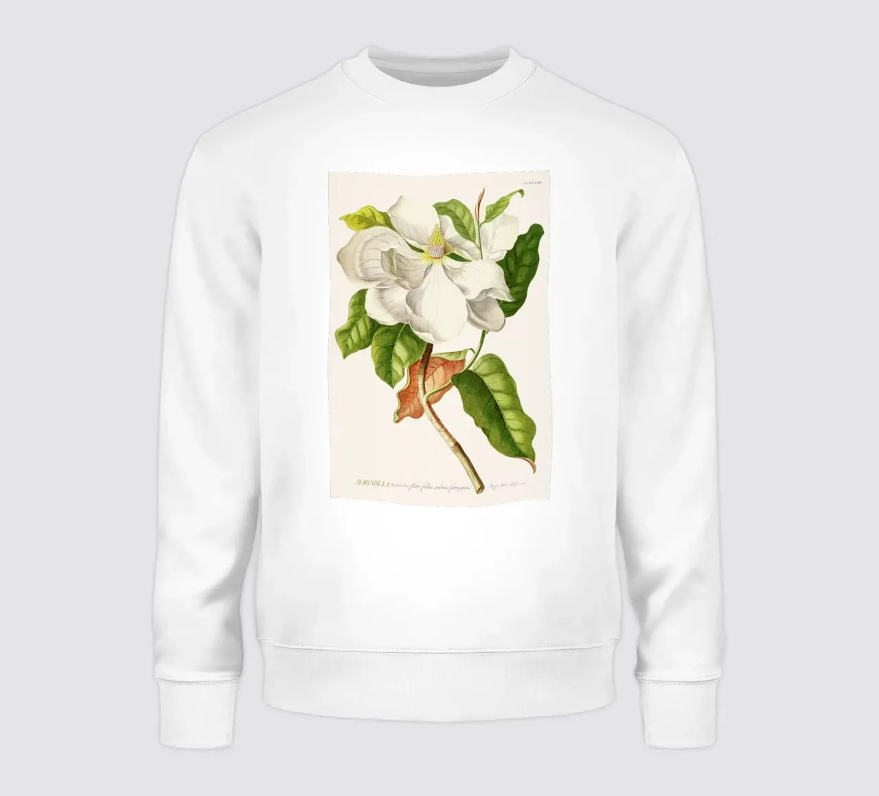 Magnolia felpa da Astër