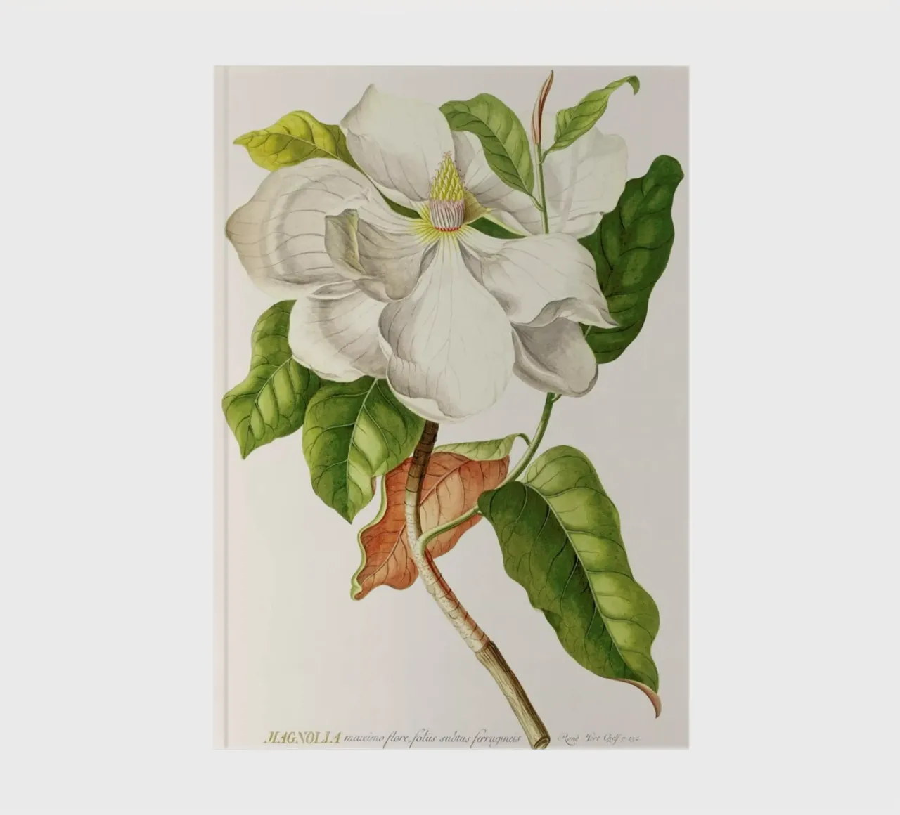 Magnolia notebook by Astër