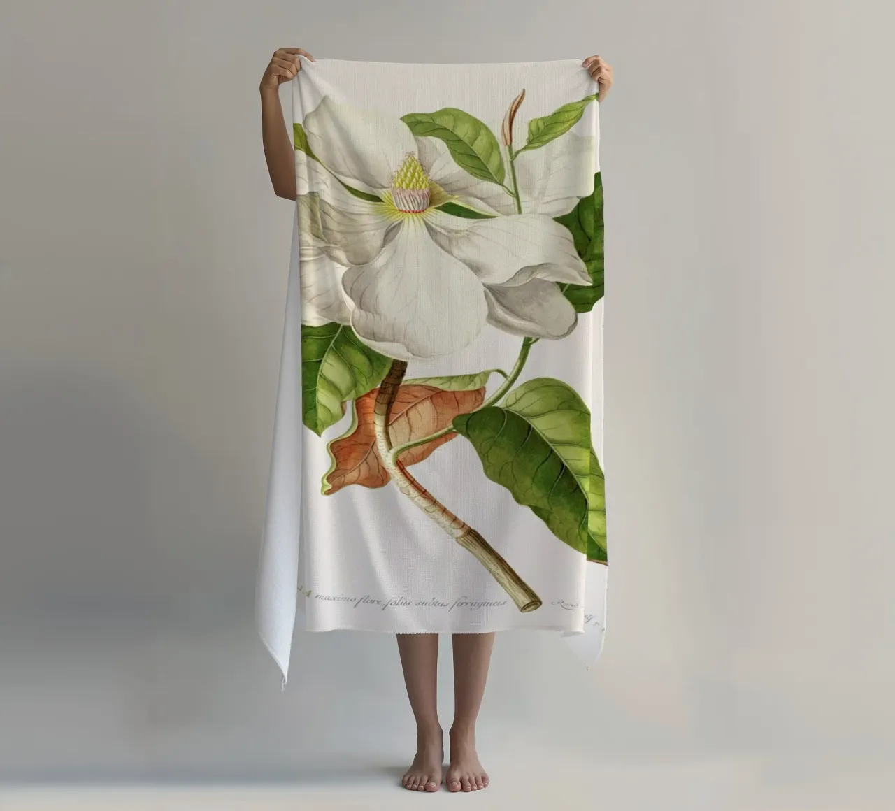 Magnolia telo mare da Astër