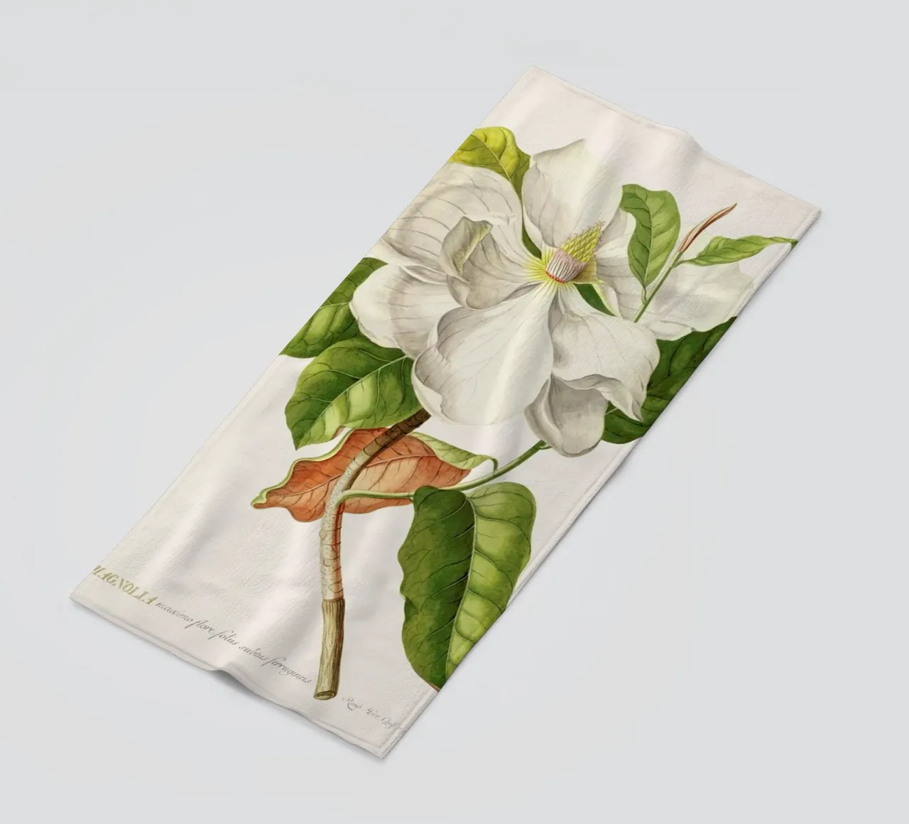 Magnolia telo mare da Astër