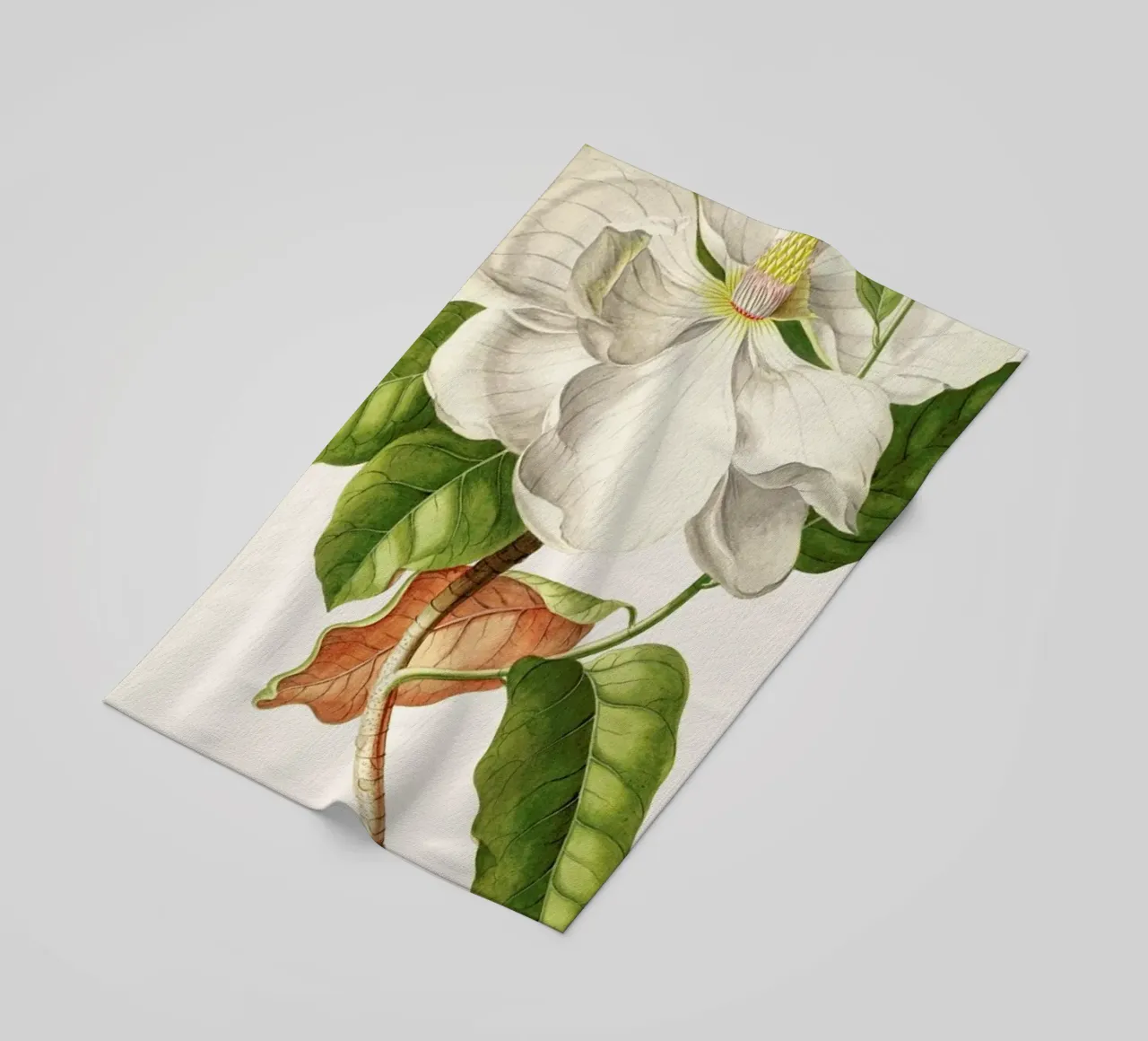 Magnolia telo mare da Astër
