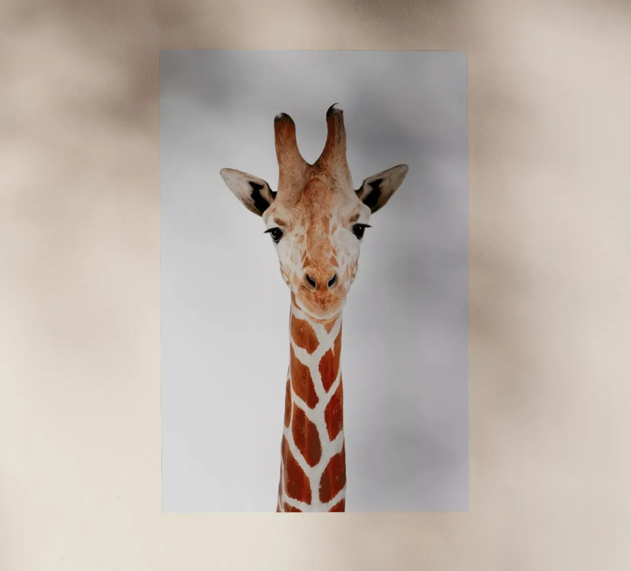 Giraffe pellicola backlit da Paws & Claws