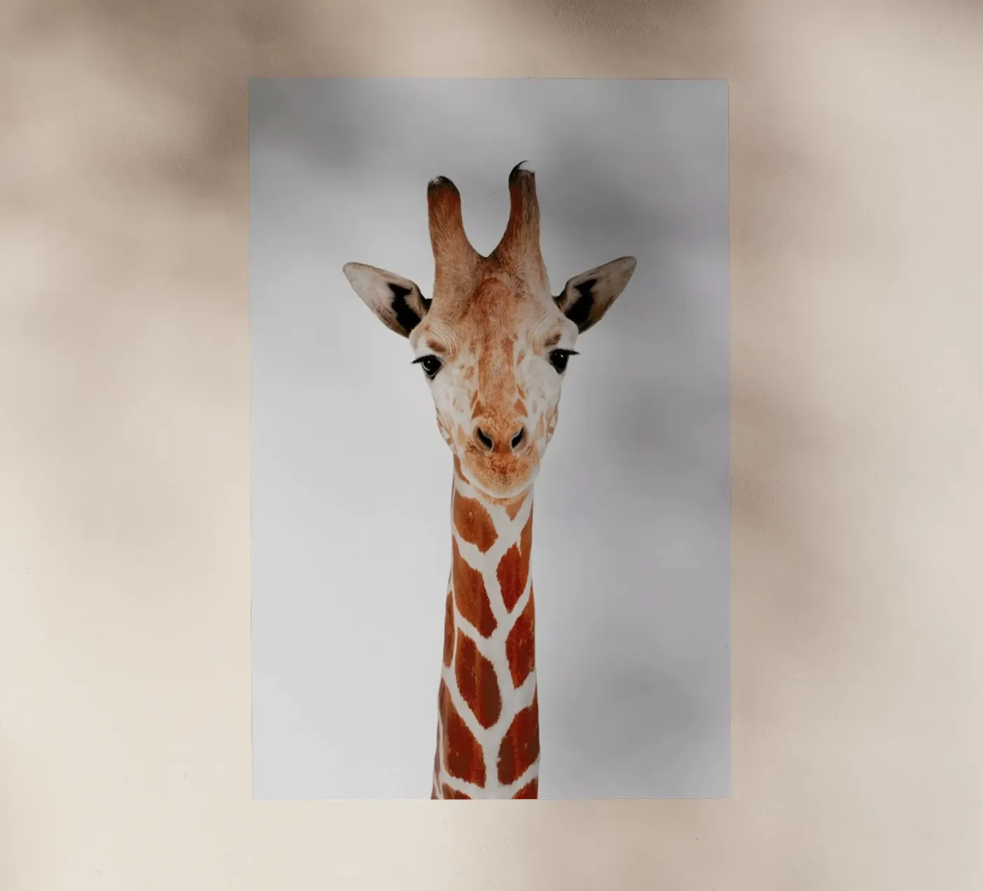 Giraffe backlit folie van Paws & Claws