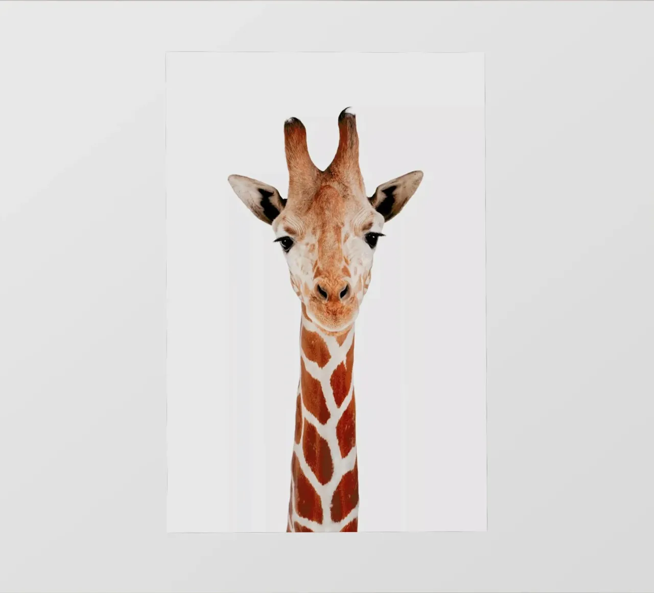 Giraffe pellicola backlit da Paws & Claws