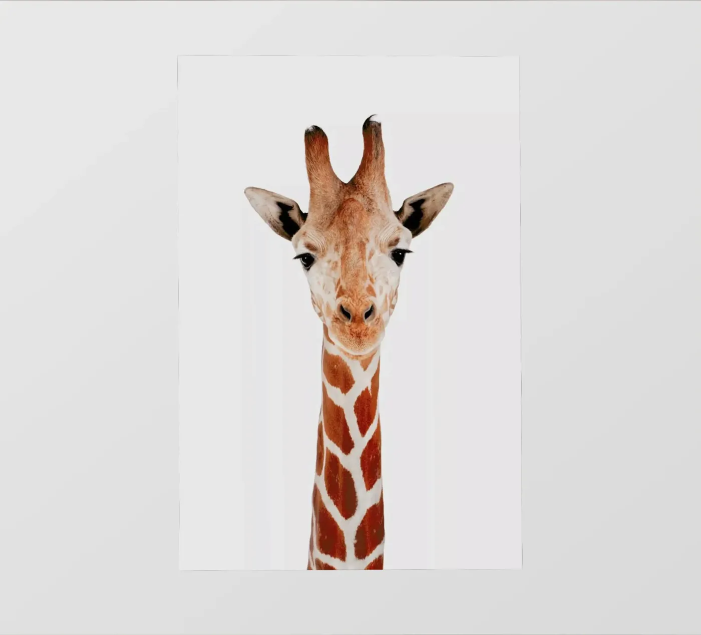 Giraffe pellicola backlit da Paws & Claws