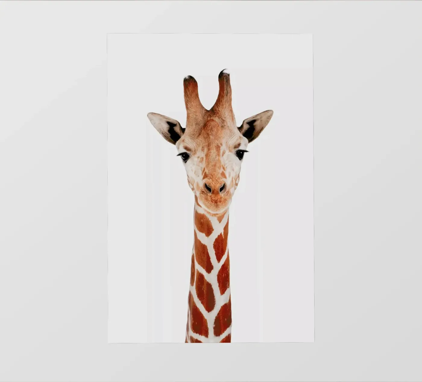 Giraffe backlit folie van Paws & Claws