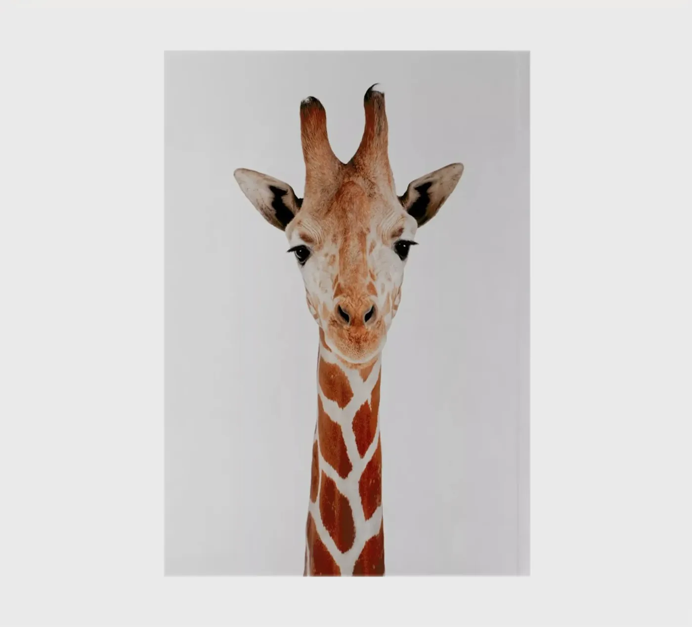 Giraffe notebook by Paws & Claws