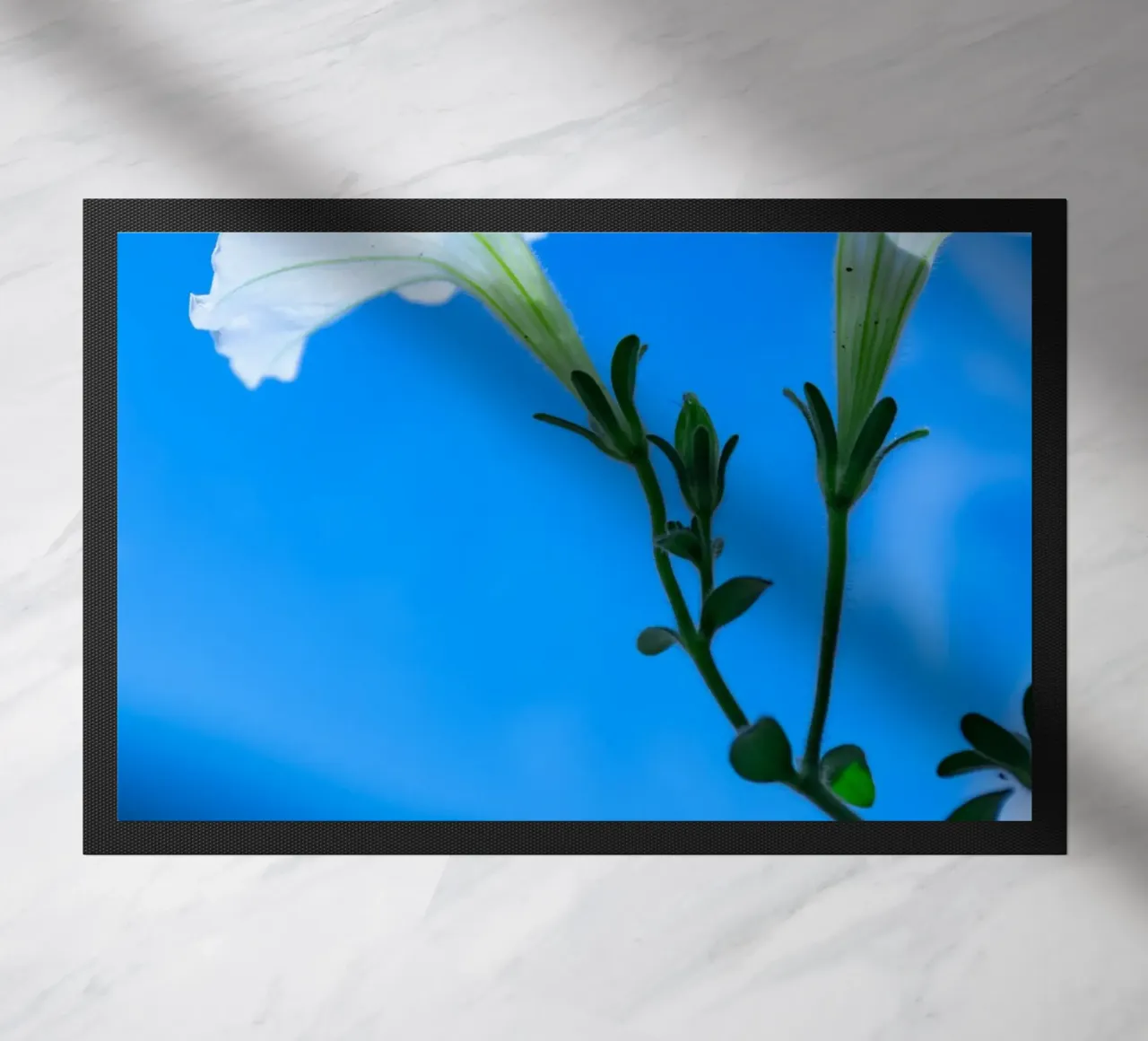 Flora #13 zerbino da rafael campezato