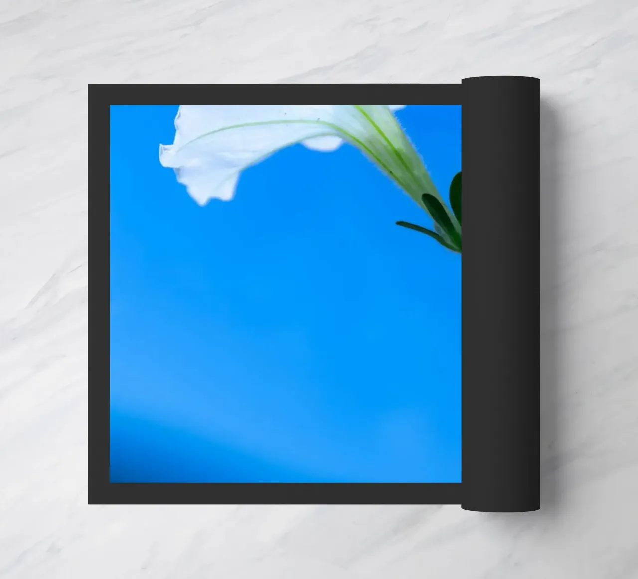 Flora #13 zerbino da rafael campezato