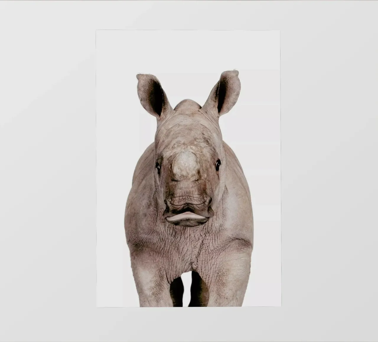 Rhino pellicola backlit da Paws & Claws
