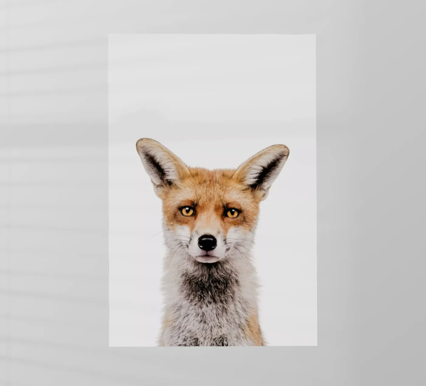 Fox backlit film by Paws & Claws