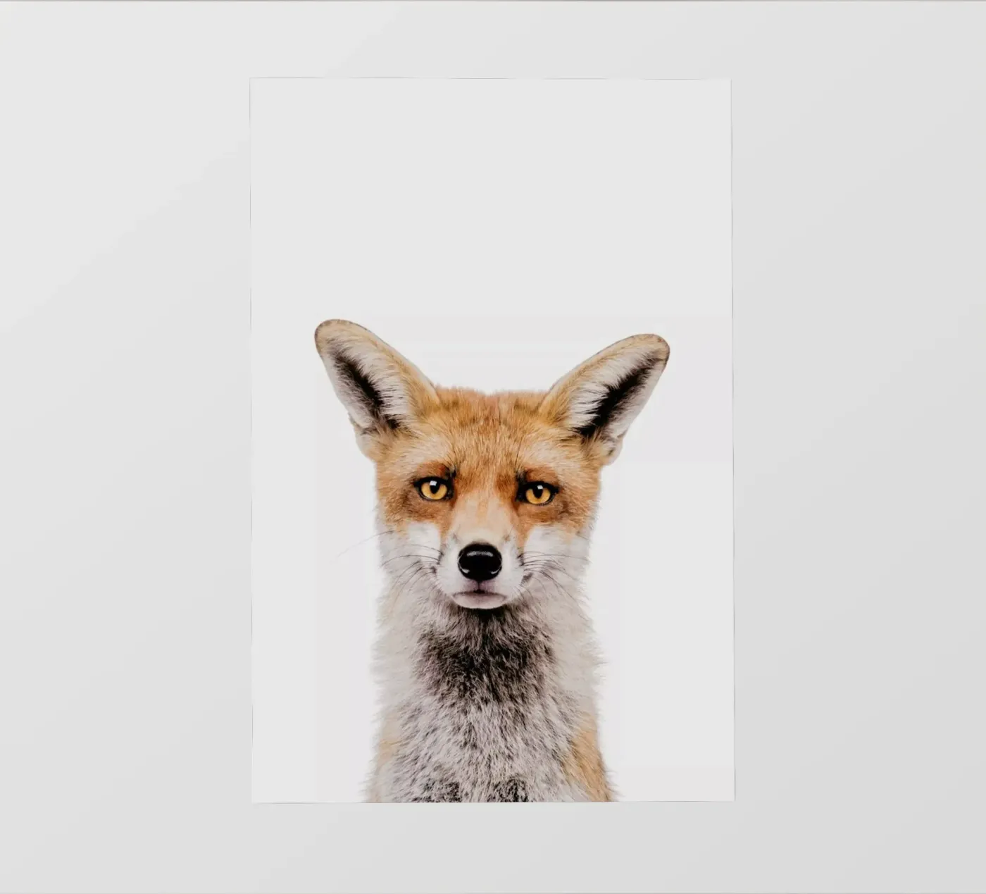 Fox backlit film by Paws & Claws